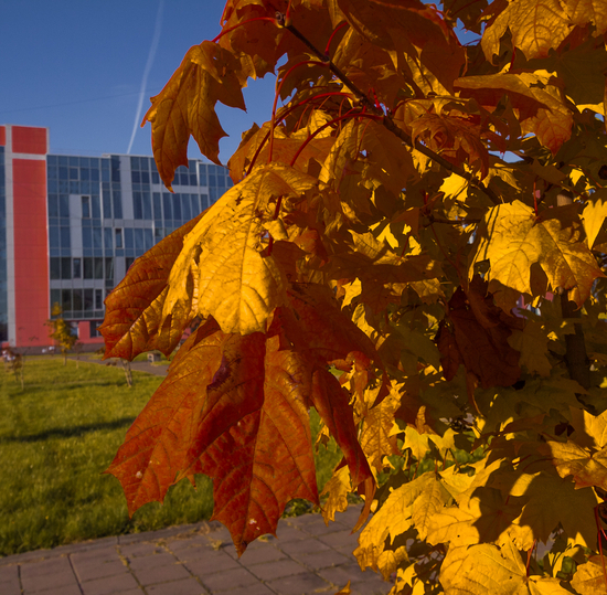Торжественное заседание ученого совета